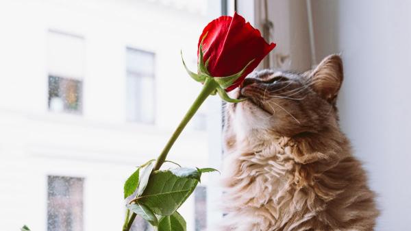Estas plantas que regalas en Sant Jordi son peligrosas para tu perro o gato - La rosa no es tóxica para perros y gatos, pero sus espinas son peligrosas