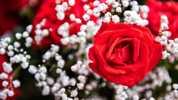 Estas plantas que regalas en Sant Jordi son peligrosas para tu perro o gato - Paniculata: la flor que acompaña a la rosa y no es recomendable para mascotas