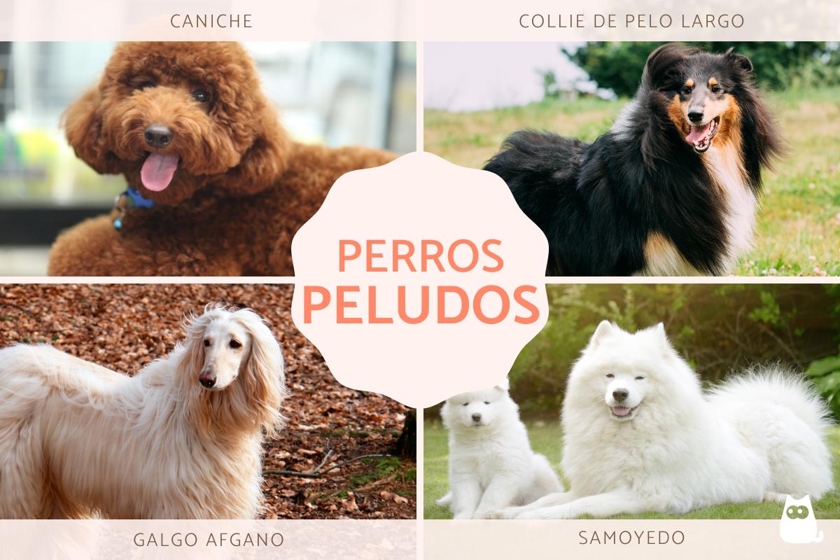 Razas de perros peludos