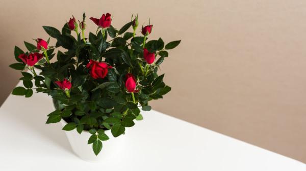 Estas plantas que regalas en Sant Jordi son peligrosas para tu perro o gato - Rosal en miniatura: belleza con posibles riesgos