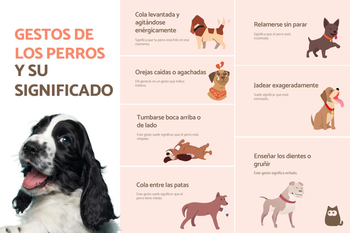 50 Gestos de los perros y sus significados
