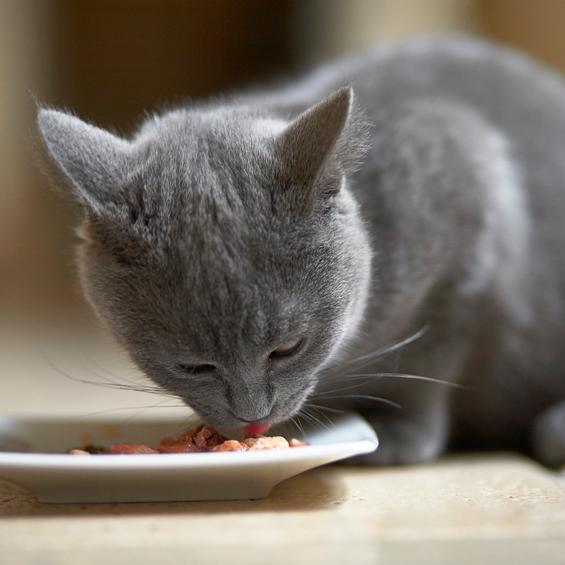 Dieta hipoalergénica para gatos