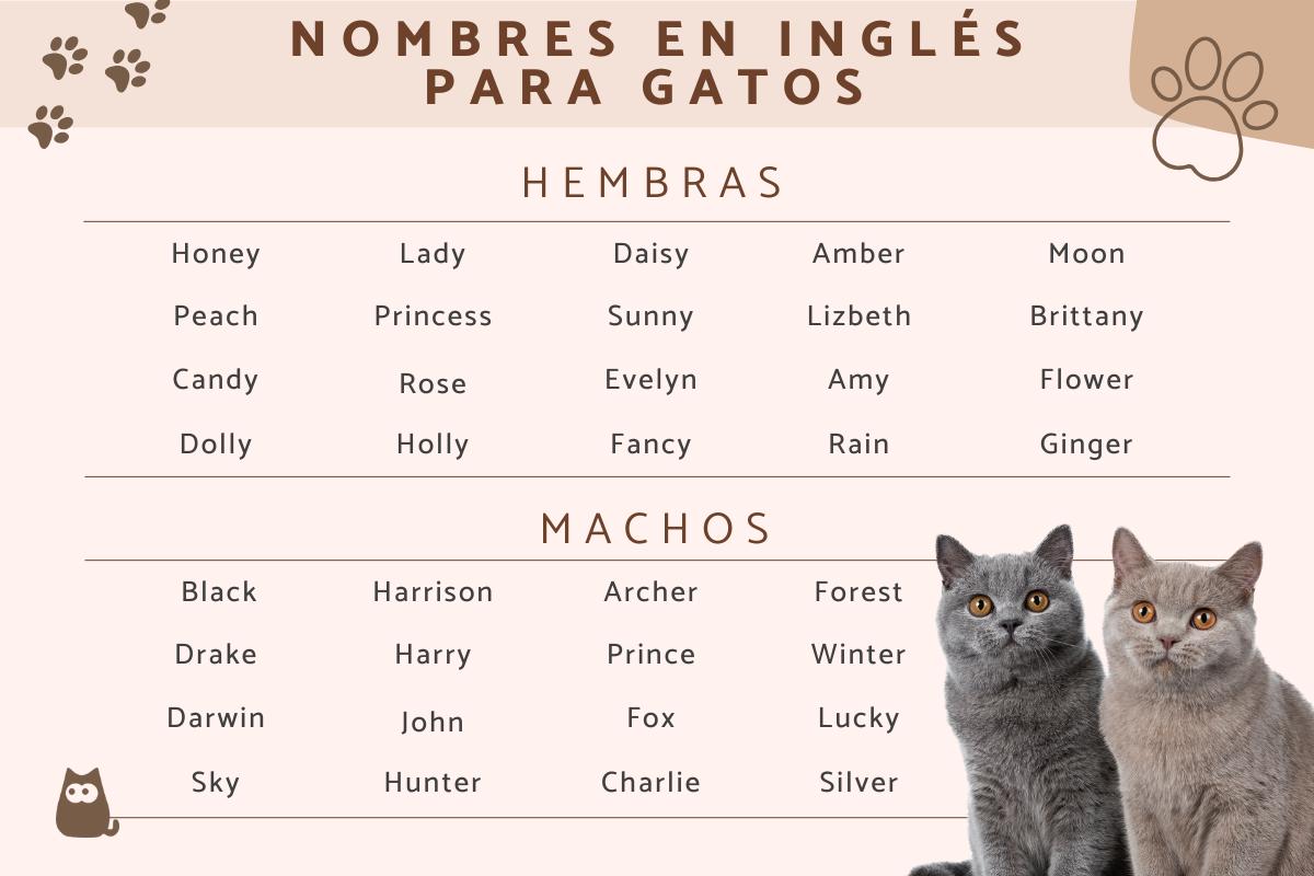 Nombres para gatos en inglés y su significado