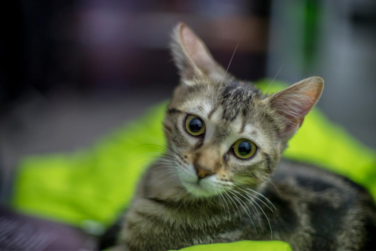 ¿Cómo adoptar un gato?