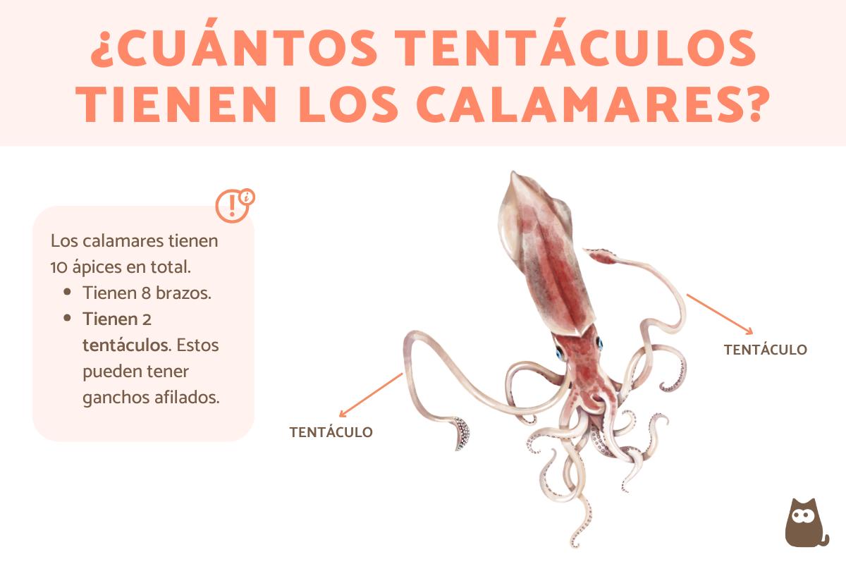 ¿Cuántos tentáculos tiene el calamar?