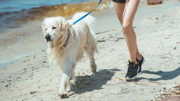 La ciencia lo confirma: las personas con perro tienen mejor salud cardiovascular y pueden vivir más años - Por qué la ciencia sigue estudiando el impacto de los perros en nuestra salud