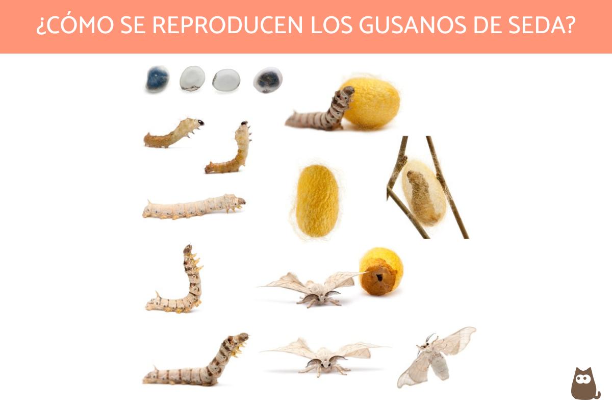 Reproducción de los gusanos de seda