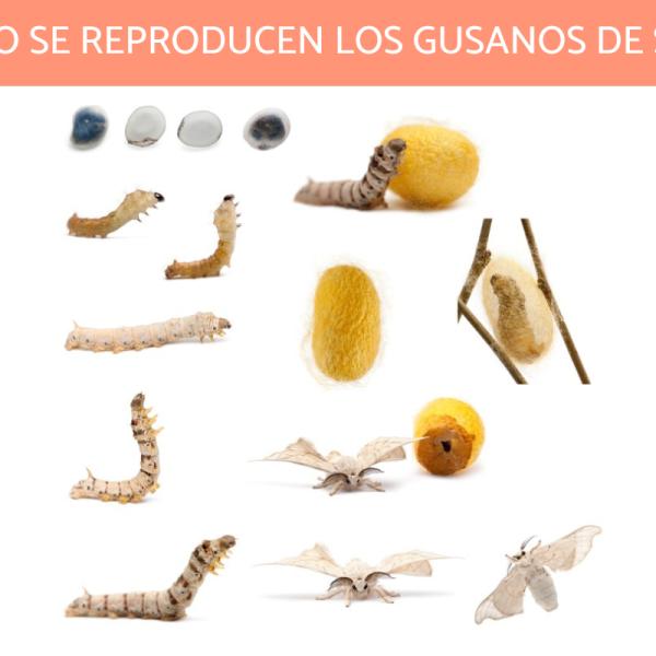 los gusanos lanudos se convierten en mariposas