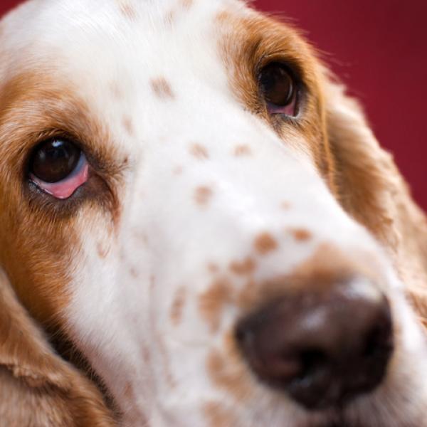los perros pueden tener conjuntivitis