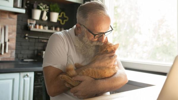 No es solo cosa de gatos: el estudio que podría ayudar a entender mejor el Alzheimer en humanos - Demencia en gatos mayores: las señales que no deberías confundir con simples “cosas de la edad”