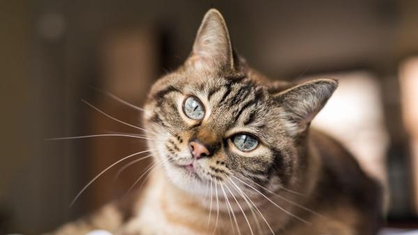 No es solo cosa de gatos: el estudio que podría ayudar a entender mejor el Alzheimer en humanos - Los gatos podrían ayudar a estudiar el deterioro cerebral humano: la clave está en cómo envejece su cerebro
