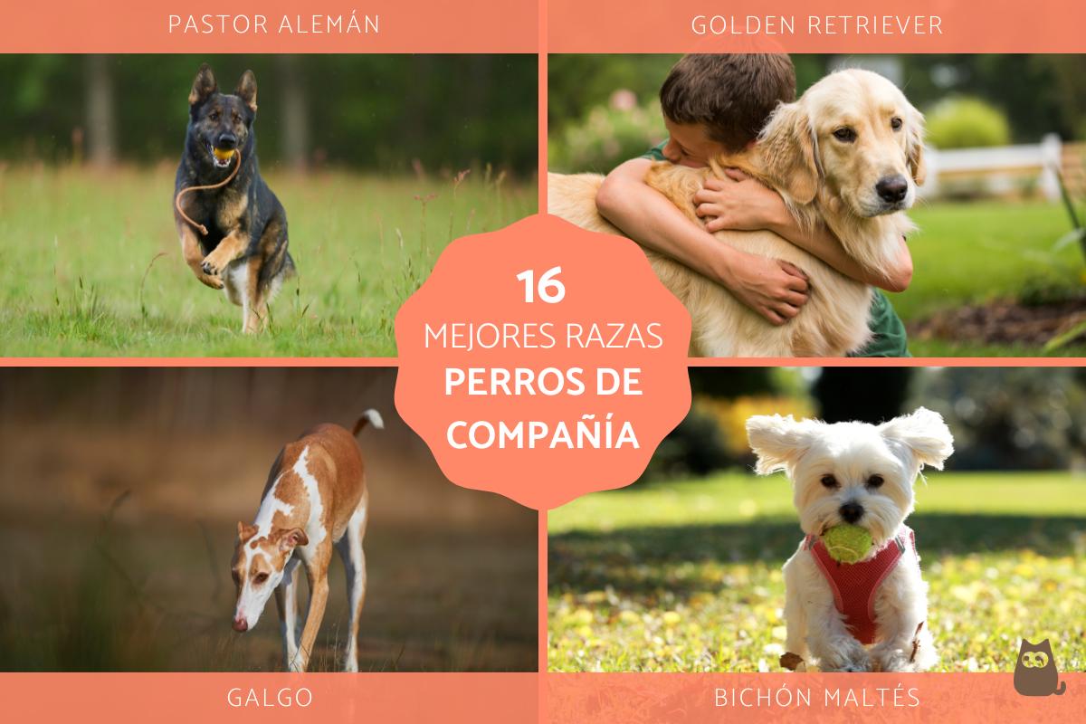 Los mejores perros de compañía