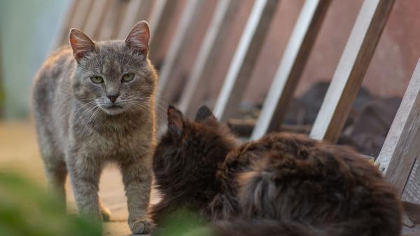 No es solo cosa de gatos: el estudio que podría ayudar a entender mejor el Alzheimer en humanos - Por qué los gatos pueden convertirse en un modelo clave para investigar el deterioro cerebral