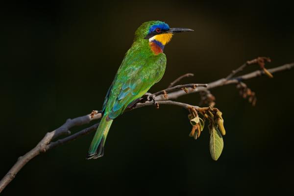 Abejarucos africanos: tipos y características - Abejaruco de pecho azul (Merops variegatus)
