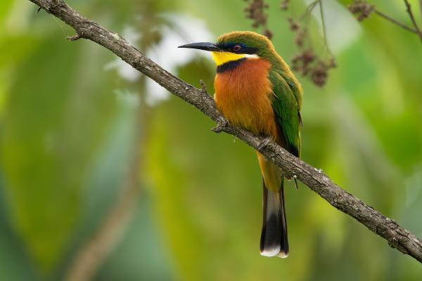 Abejarucos africanos: tipos y características - Abejaruco de pecho canela (Merops oreobates)