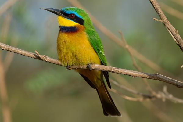 Abejarucos africanos: tipos y características - Abejaruco etíope (Merops lafresnayii)