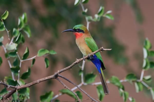 Abejarucos africanos: tipos y características - Abejaruco gorgirojo (Merops bulocki)