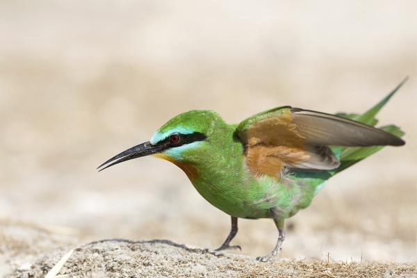 Abejarucos africanos: tipos y características - Abejaruco olivarero (Merops superciliosus)