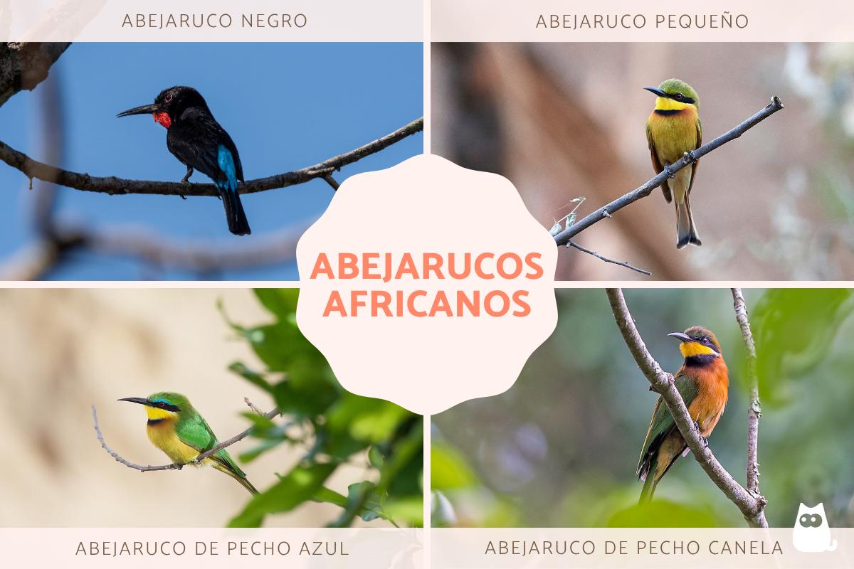 Abejarucos africanos: tipos y características