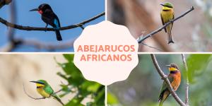 Abejarucos africanos: tipos y características
