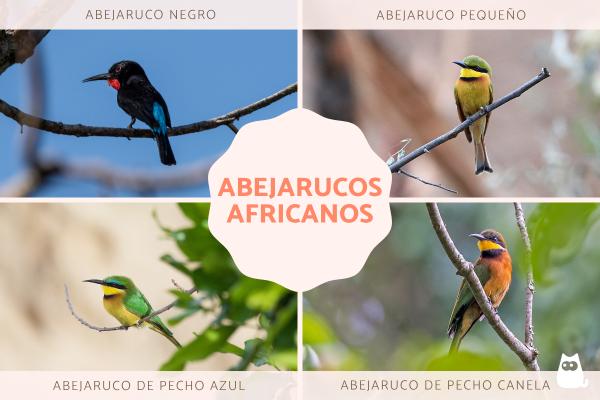 Abejarucos africanos: tipos y características