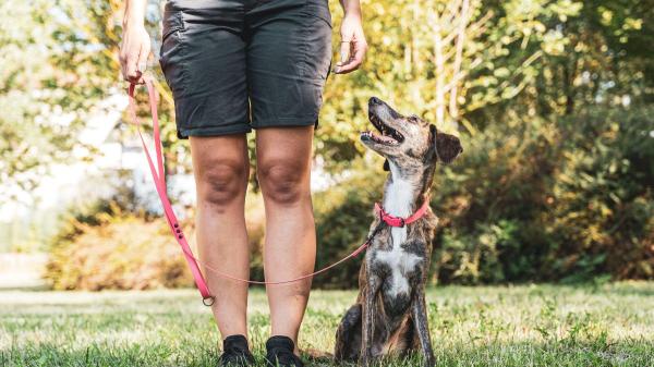 Alan Peiró, adiestrador canino: “No todos los perros aprenden repitiendo mil veces lo mismo” - El método con el que algunos perros aprenden imitando a otros perros y a sus dueños