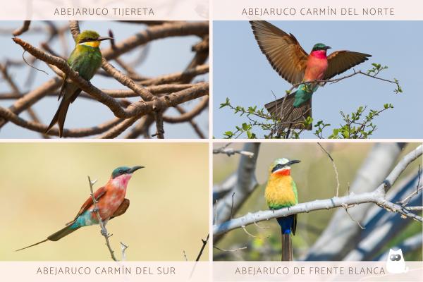 Abejarucos africanos: tipos y características - Otros tipos de abejacuros africanos