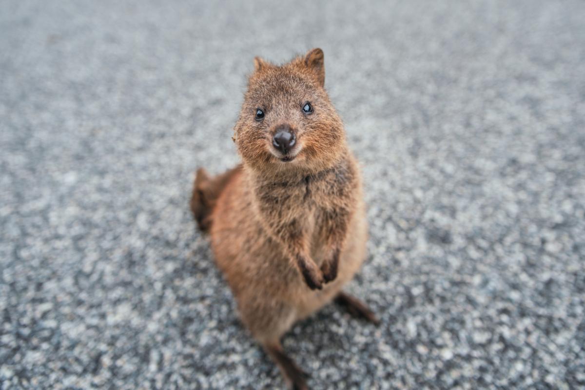 Quokka - Características, hábitat y estado de conservación