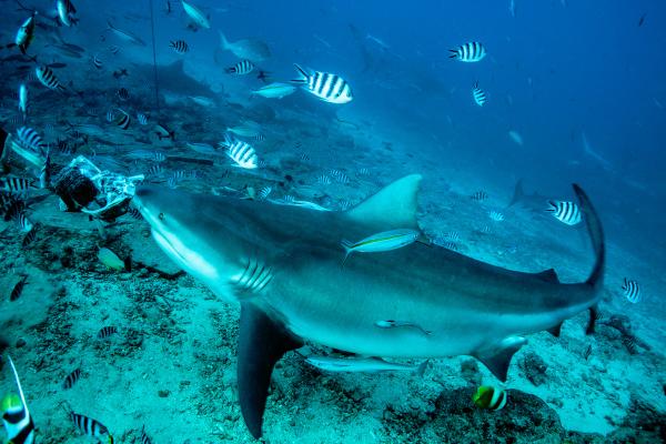 Curiosidades de los tiburones - 2. Hay tiburones que viven en aguas dulces