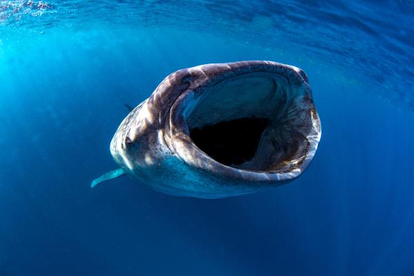 Curiosidades de los tiburones - 3. Tienen dietas extremas