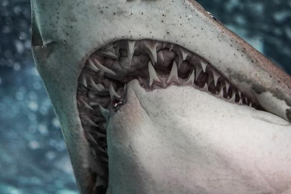 Curiosidades de los tiburones - 4. Pueden reemplazar sus dientes