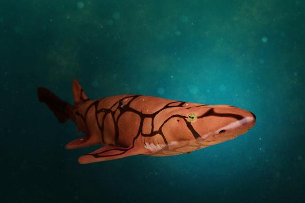 Curiosidades de los tiburones - 7. Hay tiburones biofluorescentes