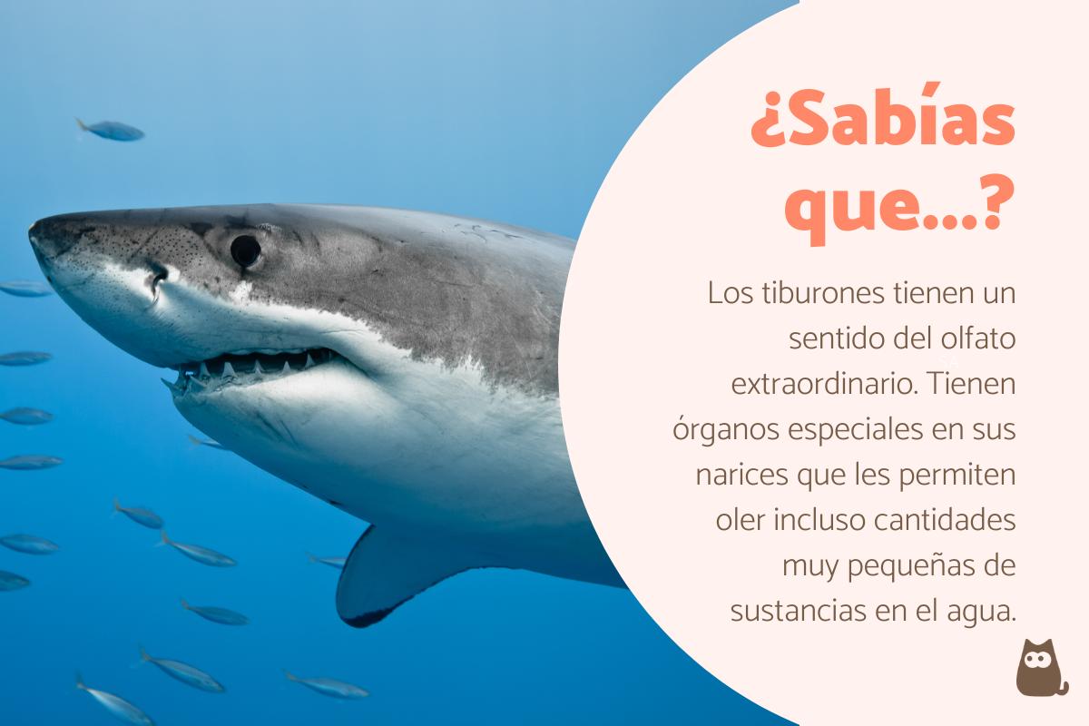 Curiosidades de los tiburones