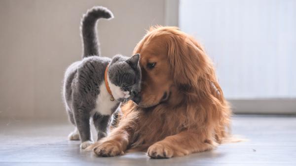 Los perros y gatos también pueden sufrir daños en la retina si miran directamente al Sol durante el eclipse: cómo protegerlos - Los expertos recomiendan mantenerlos en espacios interiores y evitar que miren directamente al Sol