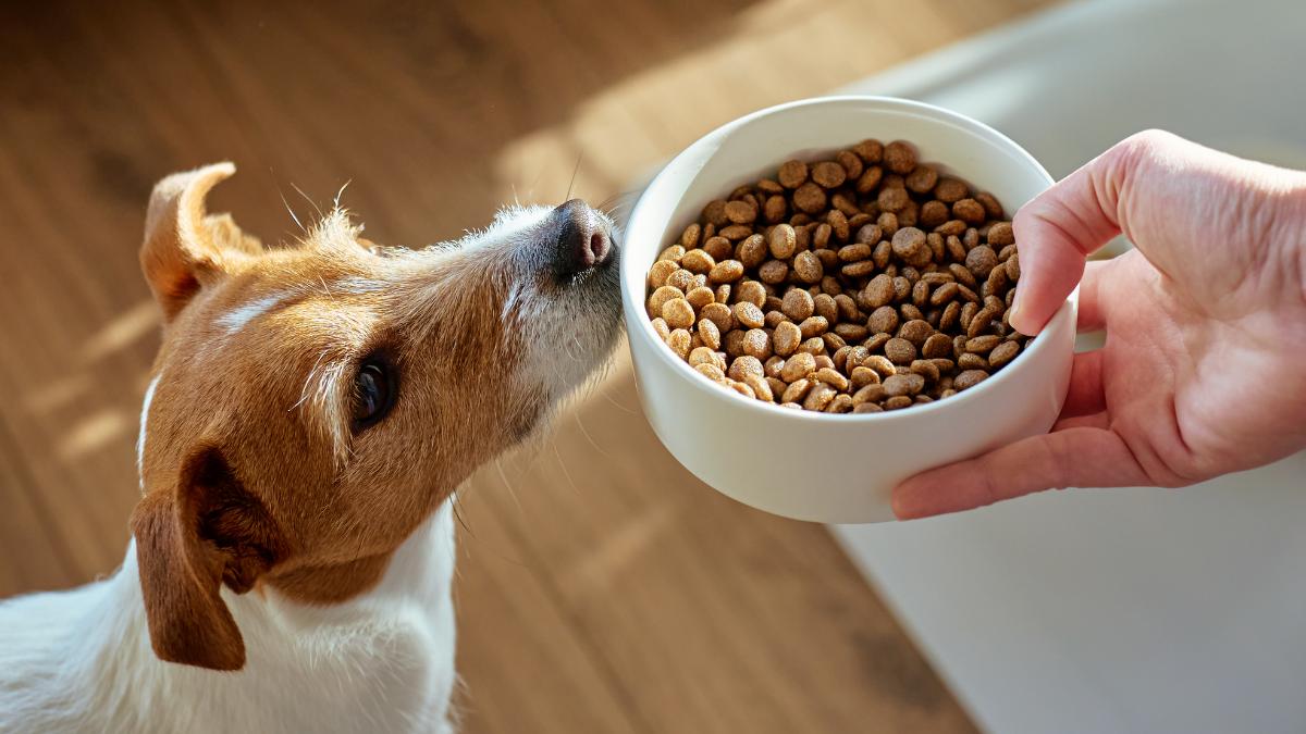 Los mejores piensos sin cereales para perros