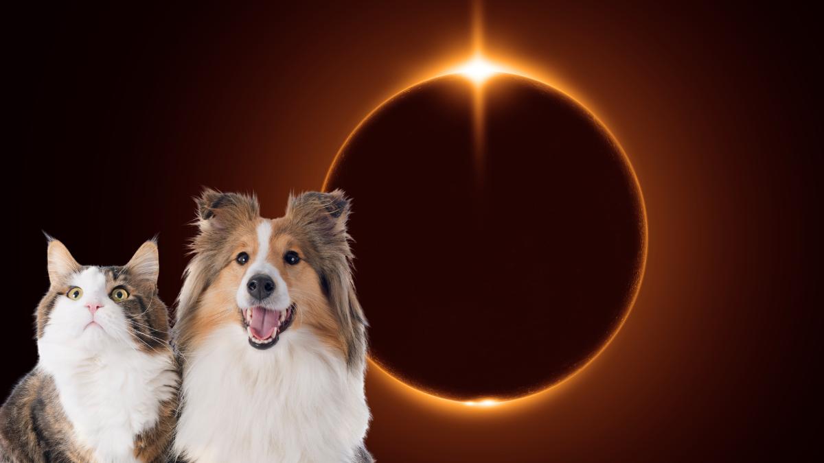 Los perros y gatos también pueden sufrir daños en la retina si miran directamente al Sol durante el eclipse: cómo protegerlos
