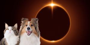Los perros y gatos también pueden sufrir daños en la retina si miran directamente al Sol durante el eclipse: cómo protegerlos