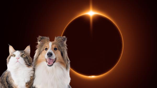 Los perros y gatos también pueden sufrir daños en la retina si miran directamente al Sol durante el eclipse: cómo protegerlos