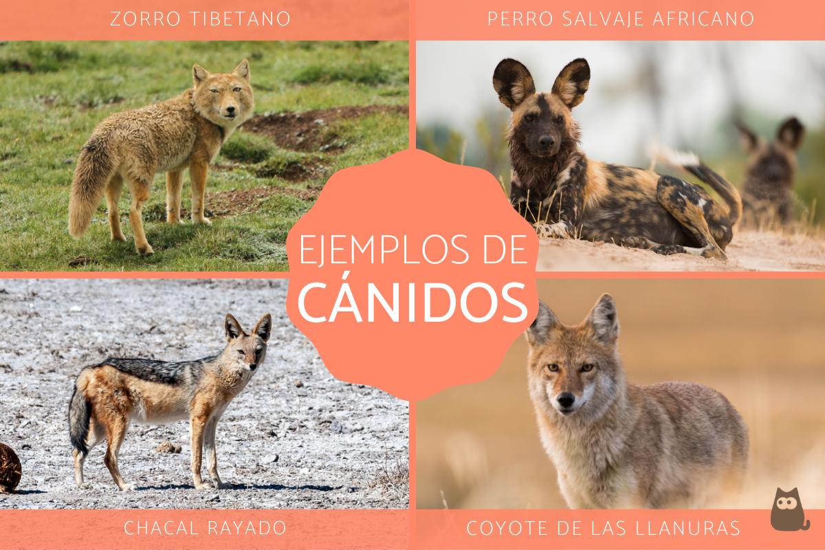 Cánidos - Tipos, características, alimentación, hábitat y reproducción