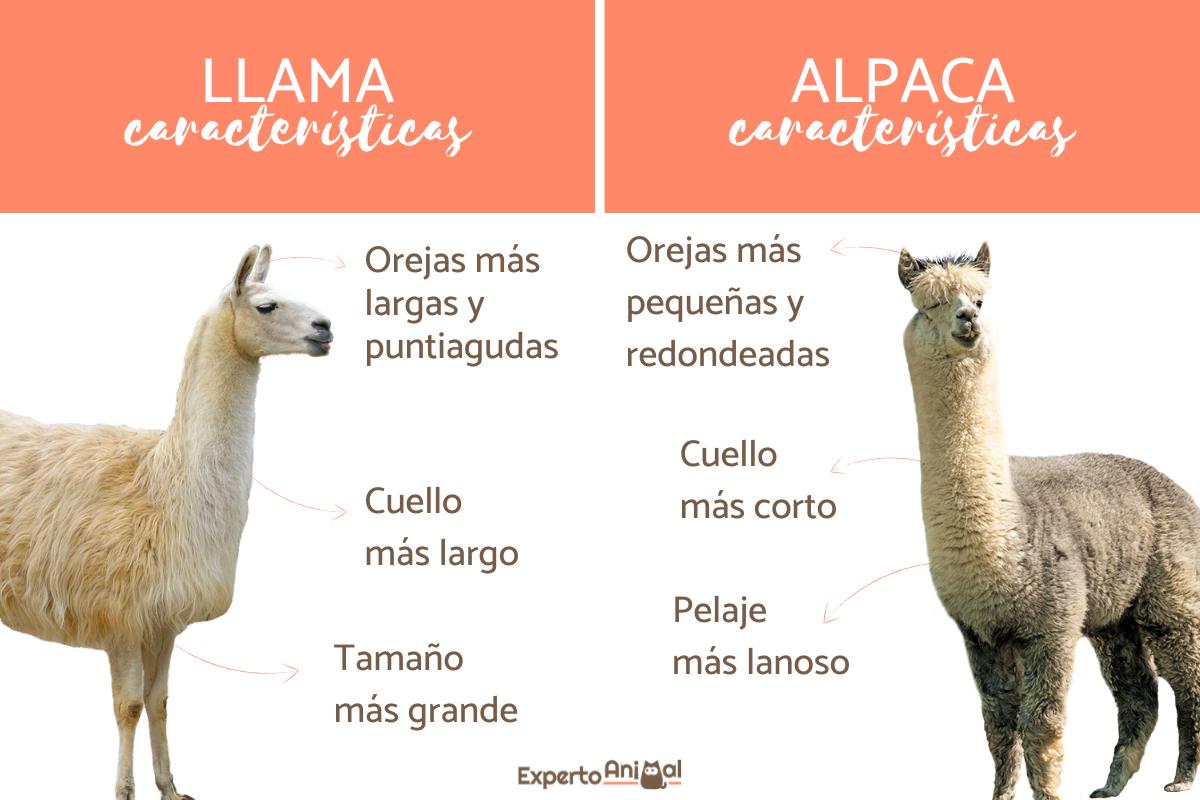 Diferencias entre llama y alpaca