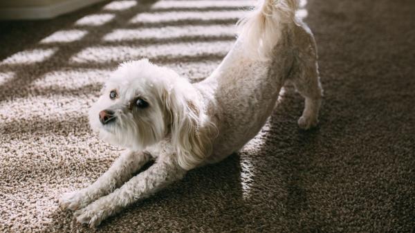 Juan Manuel Liquindoli, adiestrador canino: “Si tu perro se estira cuando te ve no se está desperezando, es un gesto con una carga emocional muy positiva” - El “estiramiento de saludo”: el gesto que aparece cuando el perro ve a su tutor
