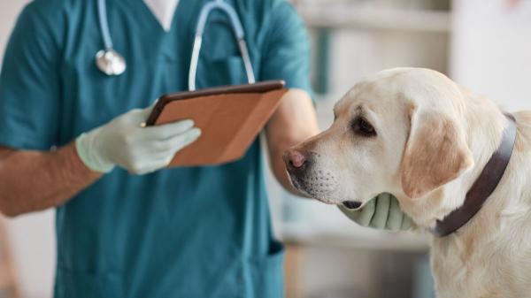 Juan Manuel Liquindoli, adiestrador canino: “Si tu perro se estira cuando te ve no se está desperezando, es un gesto con una carga emocional muy positiva” - El estiramiento también puede ser una señal de dolor: estas son las diferencias