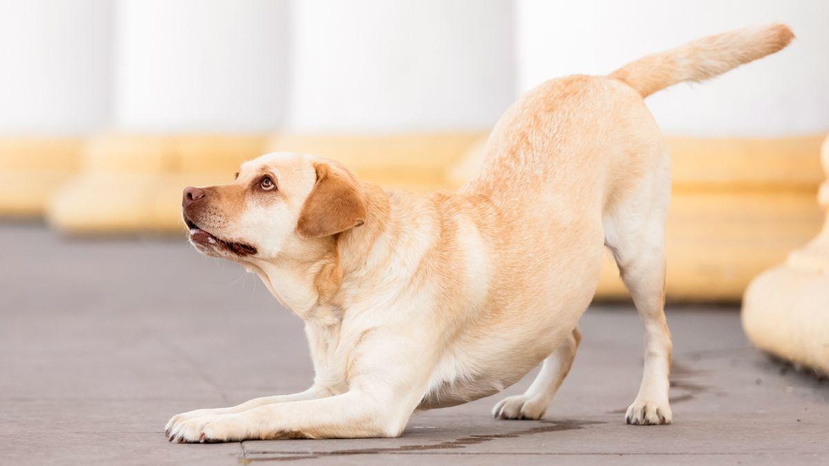 Juan Manuel Liquindoli, adiestrador canino: “Si tu perro se estira cuando te ve no se está desperezando, es un gesto con una carga emocional muy positiva”