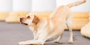 Juan Manuel Liquindoli, adiestrador canino: “Si tu perro se estira cuando te ve no se está desperezando, es un gesto con una carga emocional muy positiva”