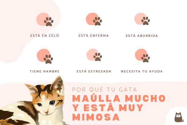 Mi gata maúlla mucho y está muy mimosa: causas
