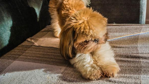 Juan Manuel Liquindoli, adiestrador canino: “Si tu perro se estira cuando te ve no se está desperezando, es un gesto con una carga emocional muy positiva” - No solo aparece al reencontrarse: también antes de salir a pasear