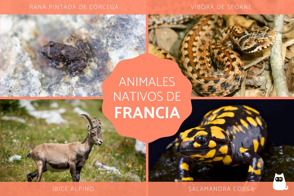 Animales de Francia