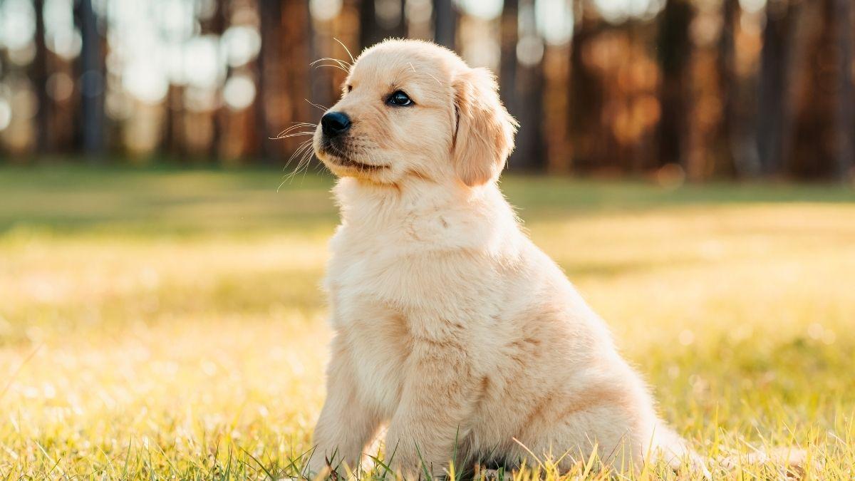 Lo que quieren decir cada uno de los colores del golden retriever