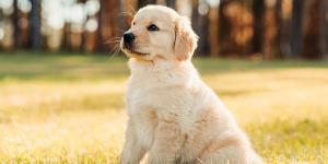 Lo que quieren decir cada uno de los colores del golden retriever