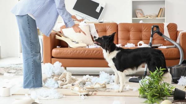 Andrea Muñiz, educadora canina: “Educar a tu perro no significa corregirlo; no necesita control, necesita confianza” - Por qué corregir a tu perro no soluciona la causa de su comportamiento